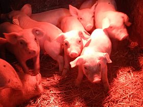 Landwirtschaft Schweine Schwäbisch Gmünd