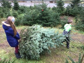 Weihnachtsbäume-selber-ernten.jpg