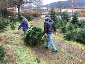 Weihnachtsbaum-selber-holen.jpg